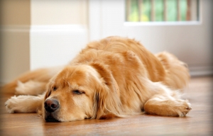 How can I protect my flooring from damage caused by dogs?